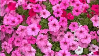 15 Annual Flowers That Bloom All Summer Long