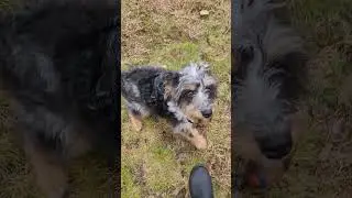 Great Recall and Sit obedience during fetch
