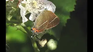 Rare butterfly : White-letter Hairstreak - Iepenpage  - Will Schep