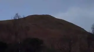 Мэнсти Вудс