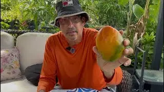 Trying Out a Sunrise Mango from my Yard (Orlando Fl 10A)
