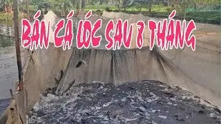 NÔNG DÂN MIỀN TÂY NUÔI CÁ LÓC & BÁN CÁ LÓC SAU 8 THÁNG I MÔ HÌNH CHĂN NUÔI, SNAKEHEAD, HQV