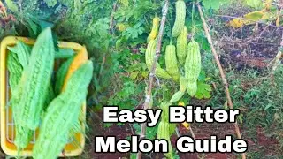How to Grow Bitter Melon from Seed to Harvest | Easy Step-by-Step Guide