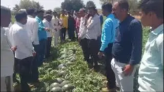 Watermelon 🍉 seeds