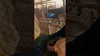 Black and Nagra beetal goat kids #youtubeshort #beautifullgoats #beetalgoatkids