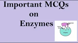 Important Questions on enzymes