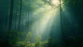 Sun beams filtering through dense forest.