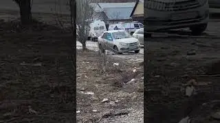 Нападение с ножом на улице Александра Невского 🔪 #ульяновская_область #ульяновск