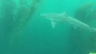 Single Tope Shark in La Jolla - hope they aren&rsquo;t starting to migrate! #lajolla #sharks #oceanramsey