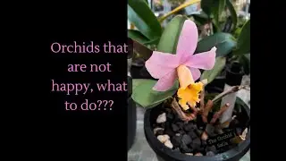 Orchids that are not happy, what to do?