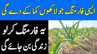 G1 Garlic farming in Pakistan |Most Profitable Garlic G1 variety |Most Profitable G1 Garlic farming
