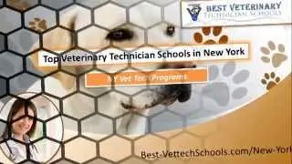 Top Veterinary Technician Schools in New York | NY Vet Tech Programs