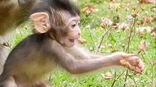Amazing!Cute Baby Quinton Like Flower|Handsome Baby Quinton Enjoy Playing With Baby Dakota