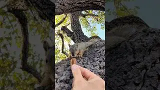 He&rsquo;s a little slow today! Squirrel Baby Lightspeed Jr drops in #animals #friends #cute #feed #bangla