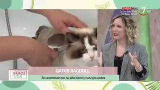 Gatos Ragdoll en #ElCorrevuela | Vamos a ver