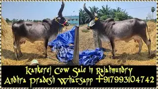 Cow For Sale|Kankerej Cow Sale in Rajahmundry Andhra Pradesh Whatsapp +917993104742