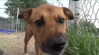 Pet of the week: Meet Kai!