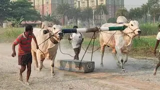 Badshah&Siva beta clips PR Memorial Bull's ....... kunchanapalli