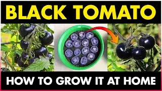 Black Tomato Farming | How to grow Black Tomatoes Plants at Home