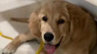 Dog parents need to know about hip dysplasia in dogs!!!