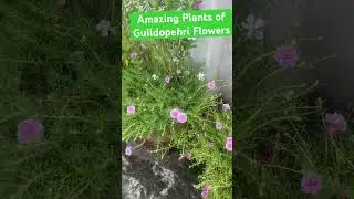 Amazing Plants of Gulldopehri Flowers at Rooftop Garden.#flowervideo#gardeninglife #nature