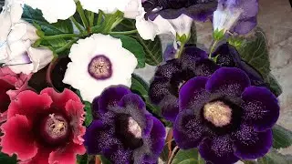 Как пересадить глоксинии?