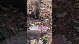 ரெண்டுமே ஒரே ரசம் தான்🤣🥰#shortsfeed#trending#viral#monkey #food#love#vlogs#monkeyvideo#foodies#tasty