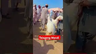 Talagang Mandi Man Qurbani K Sasty Janwar