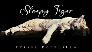 Sleepy Tiger