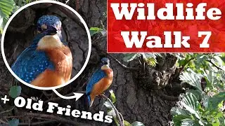 Kingfishers and Old Friends | Wildlife Walk 7 | Wildlife Photography Vlog