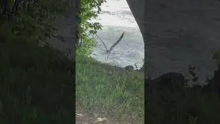 Magnificent Wildlife of Niagara Falls NY |  Seagulls and Niagara Falls Views