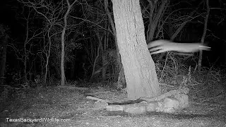 Territorial gray foxes:  