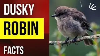 dusky robin facts 🦜 Tasmania Wood Robin 🦜 Native Sparrow 🦜 Sad Bird 🦜 native to Tasmania