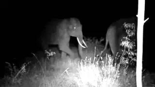 Tiger scares off crop-raiding elephants
