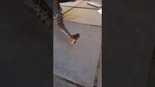 The lightning speed of a puff adder strike 🐍#snakes #animals #venomous #nature #wildlife