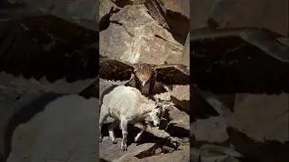 Eagle vs GOAT 😱