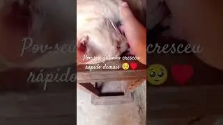 o tempo passou r&aacute;pido mitom &hearts;️lembro que voc&ecirc; era bemm pequetito assim 🥺🤏&hearts;️