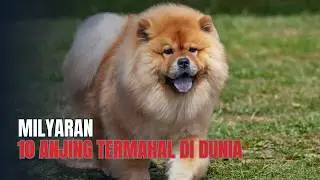 Jangan Kaget! Anjing Ini Lebih Mahal dari Rumah Mewah! | 10 Anjing Termahal di Dunia 2025