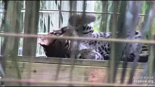 Dreaming ocelot. Purr-fection ocelot at Big Cat Rescue.