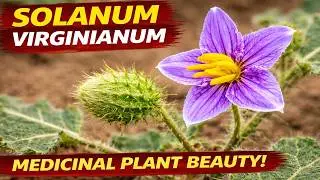 Solanum Virginianum Purple Flower with Yellow Stamen and Hairy Green Bud on Sandy Soil