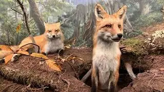 The Wonders of Wildlife Museum - Springfield, MO Bass Pro