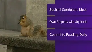 Nature's Nursery looking for release sites for black, grey squirrels