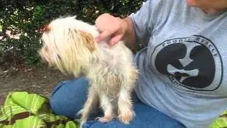Arielvideo 1