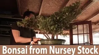 How to make bonsai Juniper Bonsai from Nursery Stock - Bonsai Trees for Beginners Series #161