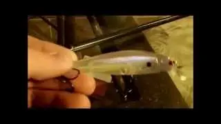 Fish hound review (reaction strike jerk bait )