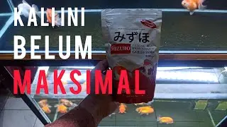 REVIEW PELET MIZUHO GOLDFISH DARI JEPANG | REVIEW JUJUR 4 MINGGU