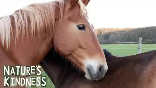 Nature&rsquo;s Kindness: Horses Grooming Each Other at Staveley Nature Reserve #shorts 