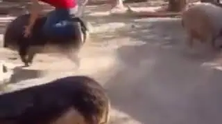 Mann reitet auf Wildschwein
