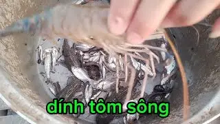 Removing the shrimp trap @dailoimientaysongnuoc