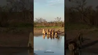 Mohawk Avoca Male Lion & Sons Drinking | Epic | #lion #lions #sabisands #shorts #shortsvideo #animal